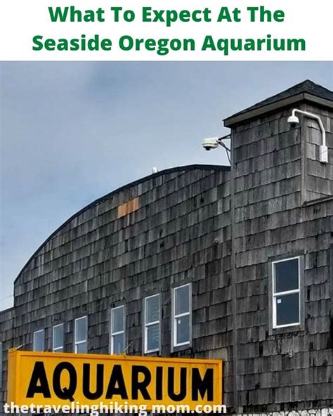 What To Expect At The Seaside Oregon Aquarium - The Traveling Hiking Mom