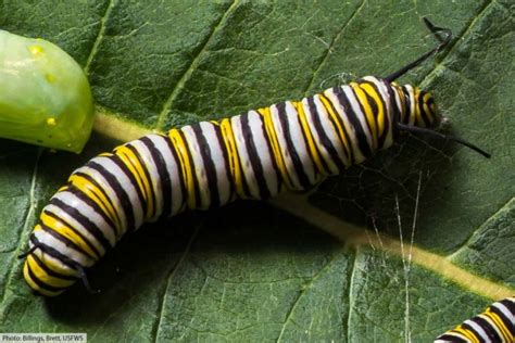 Monarch Caterpillar Stages With Pictures & Facts: 5 Larval Stage Instars