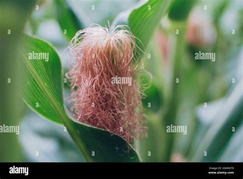 The corn hair before harvest Stock Photo - Alamy