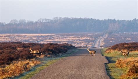 Scherpe acties | Vakantie op de Veluwe | De IJsvogel