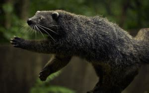 Binturong - Home