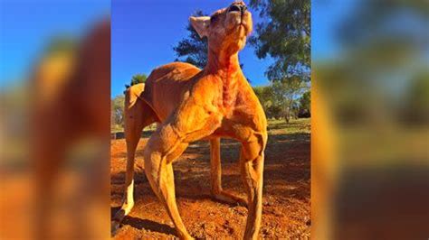 Massive kangaroo flaunts buff biceps as photos go viral