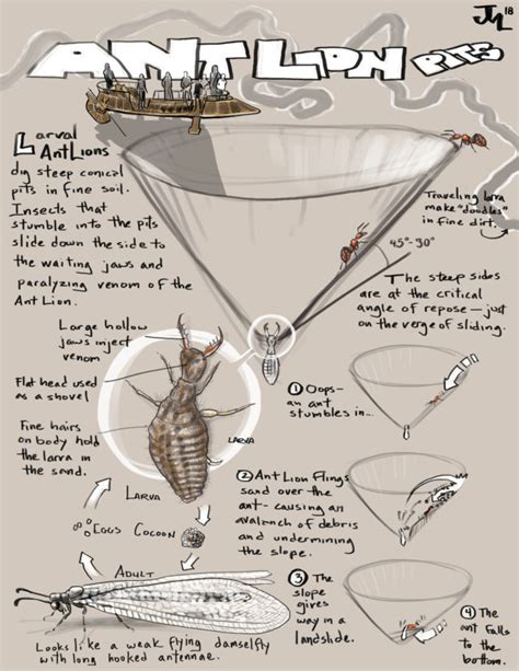 Bay Nature Magazine: How An Antlion Pit Works