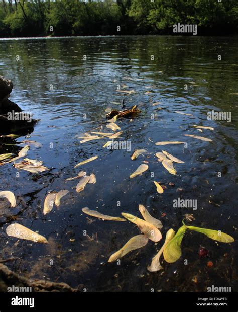 Silver maple seeds floating down Little Miami River Ohio Stock Photo ...