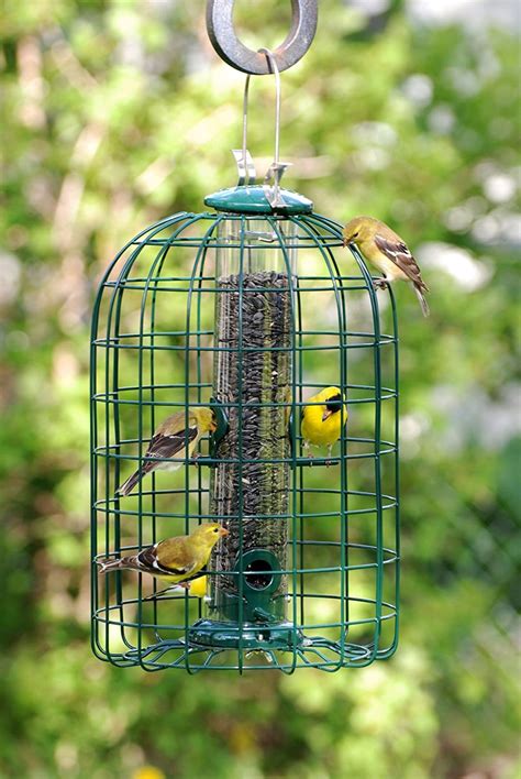 Audubon Squirrel Proof Caged Bird Feeder: Review