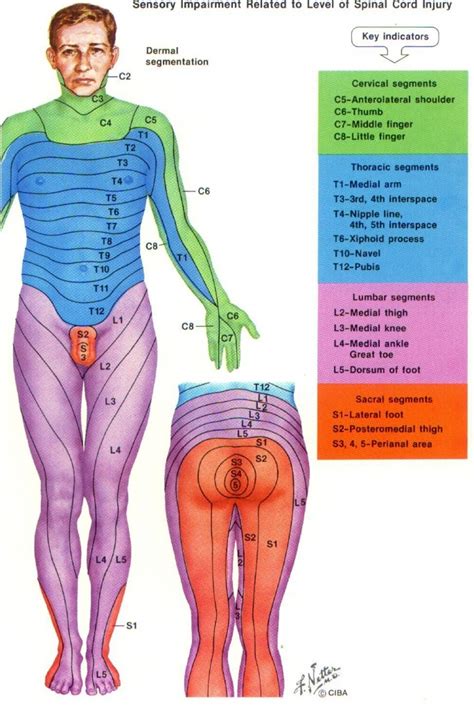 Dermatome Chart With Symptoms | More Pain First Thing In The Morning - Printable Dermatome Map ...