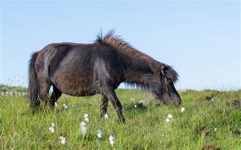 Eriskay Pony A Rare Breed Of Pony Photograph by Martin Zwick