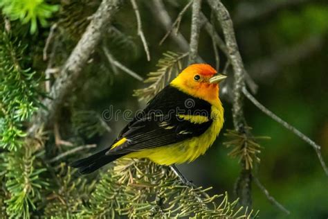 Western Tanager - Male stock photo. Image of trees, orange - 247687994