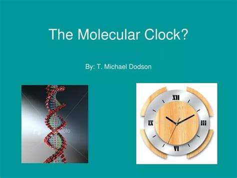 PPT - The Molecular Clock? PowerPoint Presentation, free download - ID:5746651