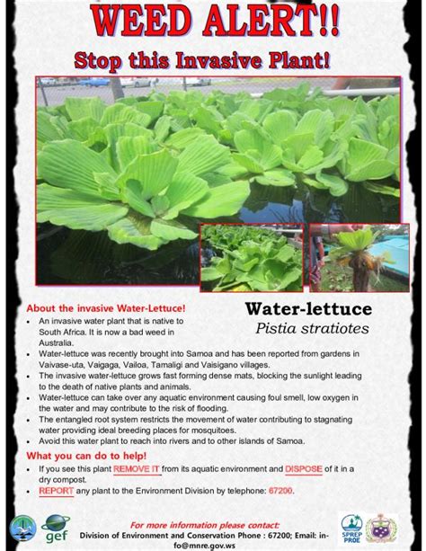 Weed Alert. Stop this invasive plant. Water-lettuce - Pistia stratiotes