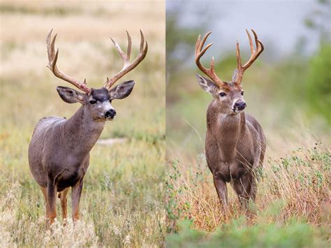 Mule Deer vs. White-Tailed Deer'|November 2019| TPW magazine