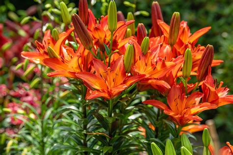 How to Grow and Care for Orange Lily (Lilium bulbiferum)