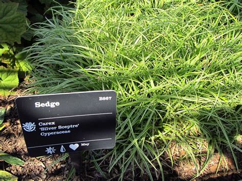 Sedges: Plant Care and Collection of Varieties - Garden.org