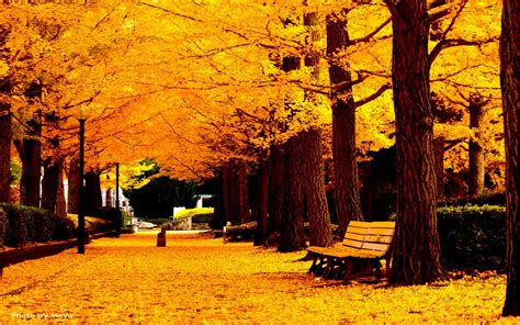 autumn, Fall, Landscape, Nature, Tree, Forest, Leaf, Leaves, Fence, Path, Trail, Road, Bench ...