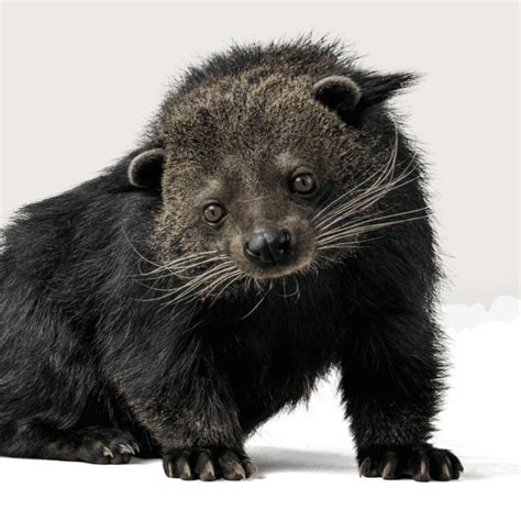 Binturong-feature-thumbnail - Revive & Restore