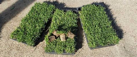 Empire Zoysia Grass Plugs | Everglades Equipment Group