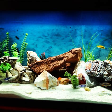 African Cichlid tank | African and New World Cichlids | Pinterest | Aquariums, Fish tanks and ...