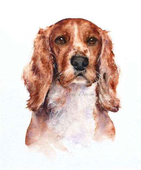 Archie the cocker spaniel | Spaniel art, Animal portraits art ...