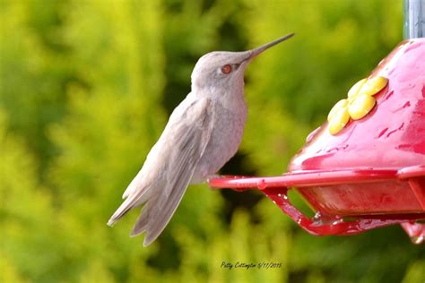 Rare Albino Hummingbird Spotted Nearby | Sierra News Online