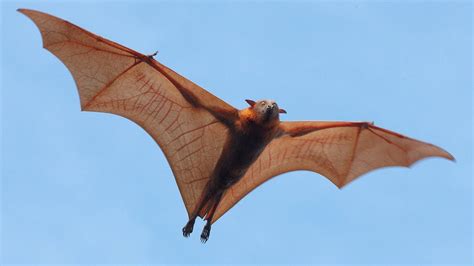 Are Bats Flying Primates? - YouTube