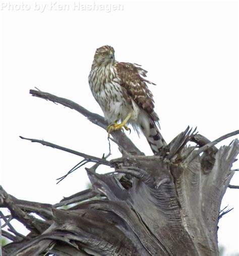 Cooper's Hawk - East Cascades Audubon Society