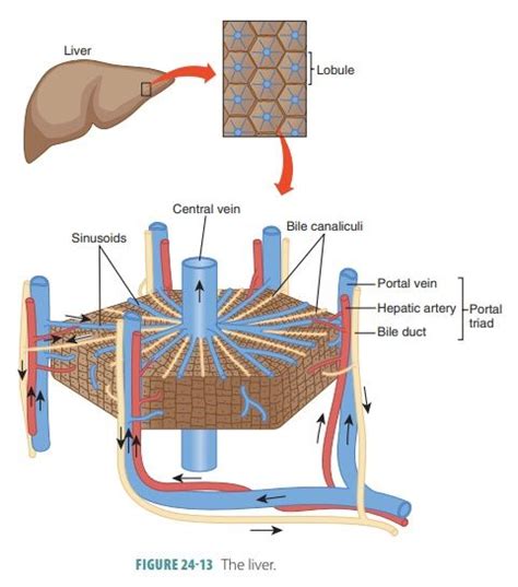 Liver - Structure, Function | Digestive System | Anatomy and Physiology ...