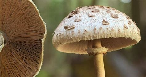 Mushroom Anatomy: A Deep Dive Into the Parts of a Mushroom