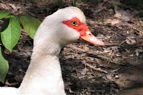 Raising Muscovy Ducks And Why You Probably Want Them • Insteading