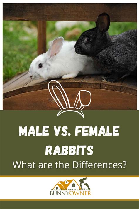 Male vs female rabbits what are the differences – Artofit