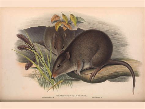 Potoroo – Planeta.com