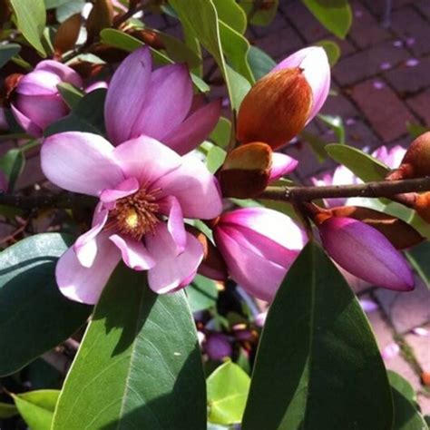 Magnolia 'Fairy® Blush' - Hello Hello Plants