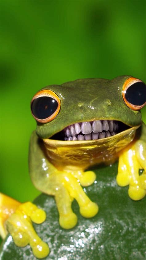 Funny, love your teeth frog | Funny frogs, Frog wallpaper, Cute frogs