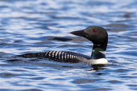 Loons | Estuary Magazine: For people who care about the Connecticut River