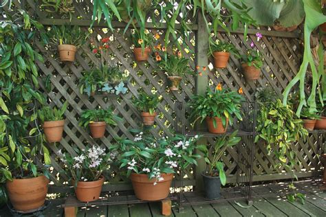 Hang pots of orchids on a lattice fence...Orchid are happy hanging and more space for your ...