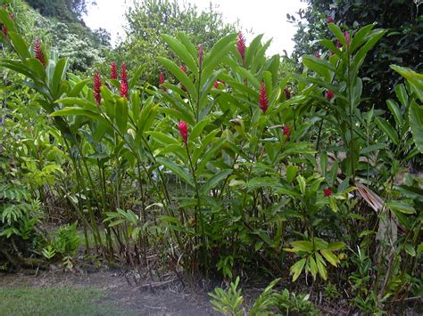 Alpinia purpurata - Google Search | Plants, Tropical paradise, Succulents