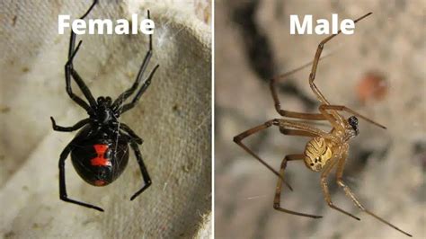 Male Black Widow: Facts, Pictures and Differences with Females