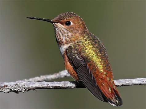 Rufous Hummingbird - eBird