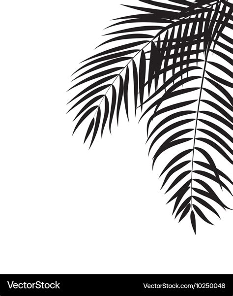 Beautiful palm tree leaf silhouette background Vector Image