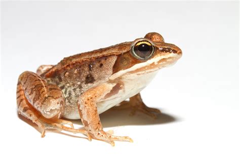 Frozen Frogs - Nature Center at Shaker Lakes wood frogs