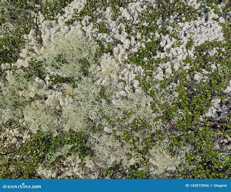 Close-up of the Tundra Plants and Lichens Stock Photo - Image of shrubs, sedge: 143873966