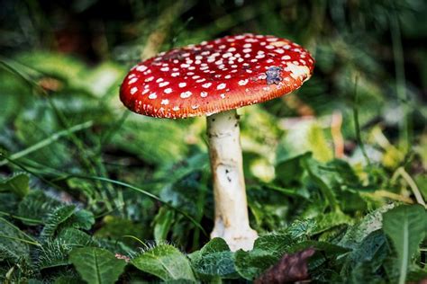 1,000+ Free Red Mushroom & Mushroom Photos