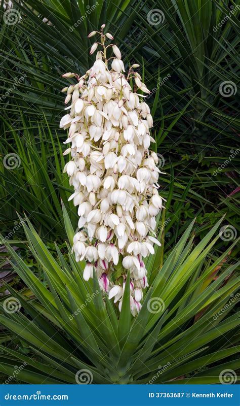 Flowering Yucca Plant stock image. Image of hardy, needle - 37363687