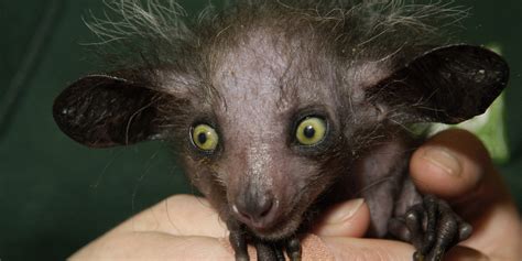 11 Of The Scariest Looking Creatures In The Animal Kingdom | HuffPost