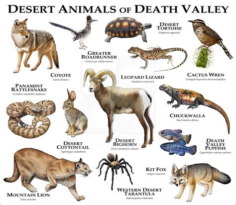 Desert Animals of Death Valley Poster Print - inkart