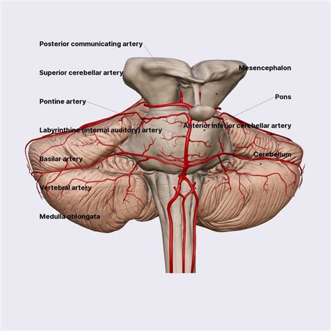 Basilar artery | Arteries of the head and neck | Head and Neck | Anatomy.app | Learn anatomy ...