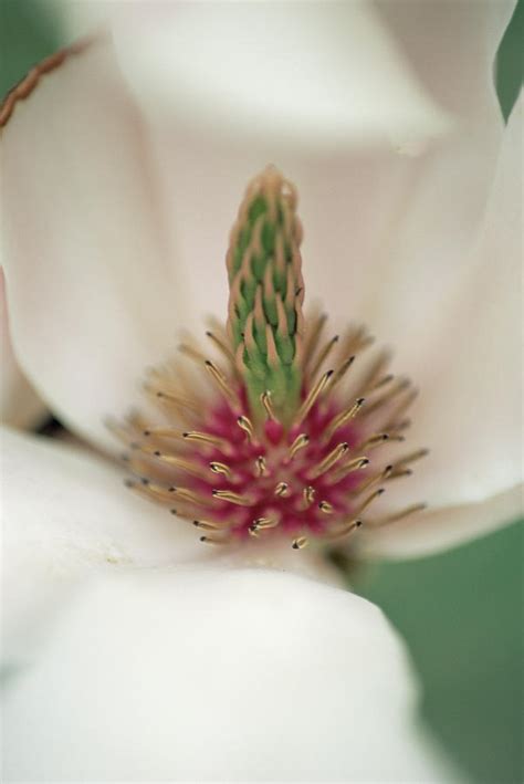 Magnolia Fruit Photograph by Ruth Brown/science Photo Library - Pixels