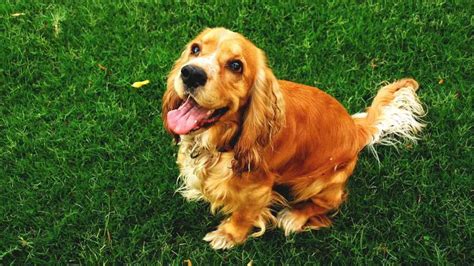 Working Cocker Spaniel Training Tips