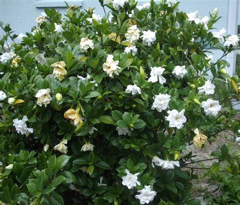 Jesse and Sophia's Grandma: Gardenias and Lillies