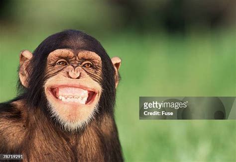 92 Laughing Chimp Stock Photos, High-Res Pictures, and Images - Getty Images