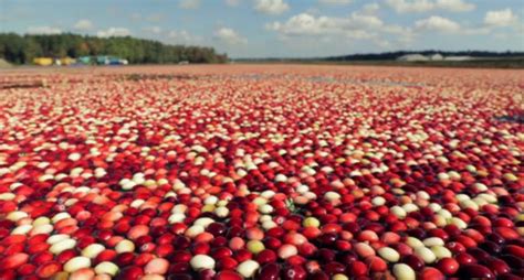 How Do Cranberries Grow? ~ Kuriositas